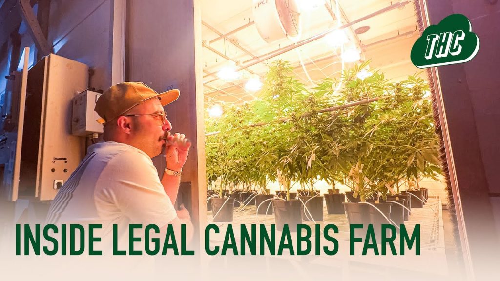 legal cannabis farm the high cloud podcast uncle kush sensi seeds